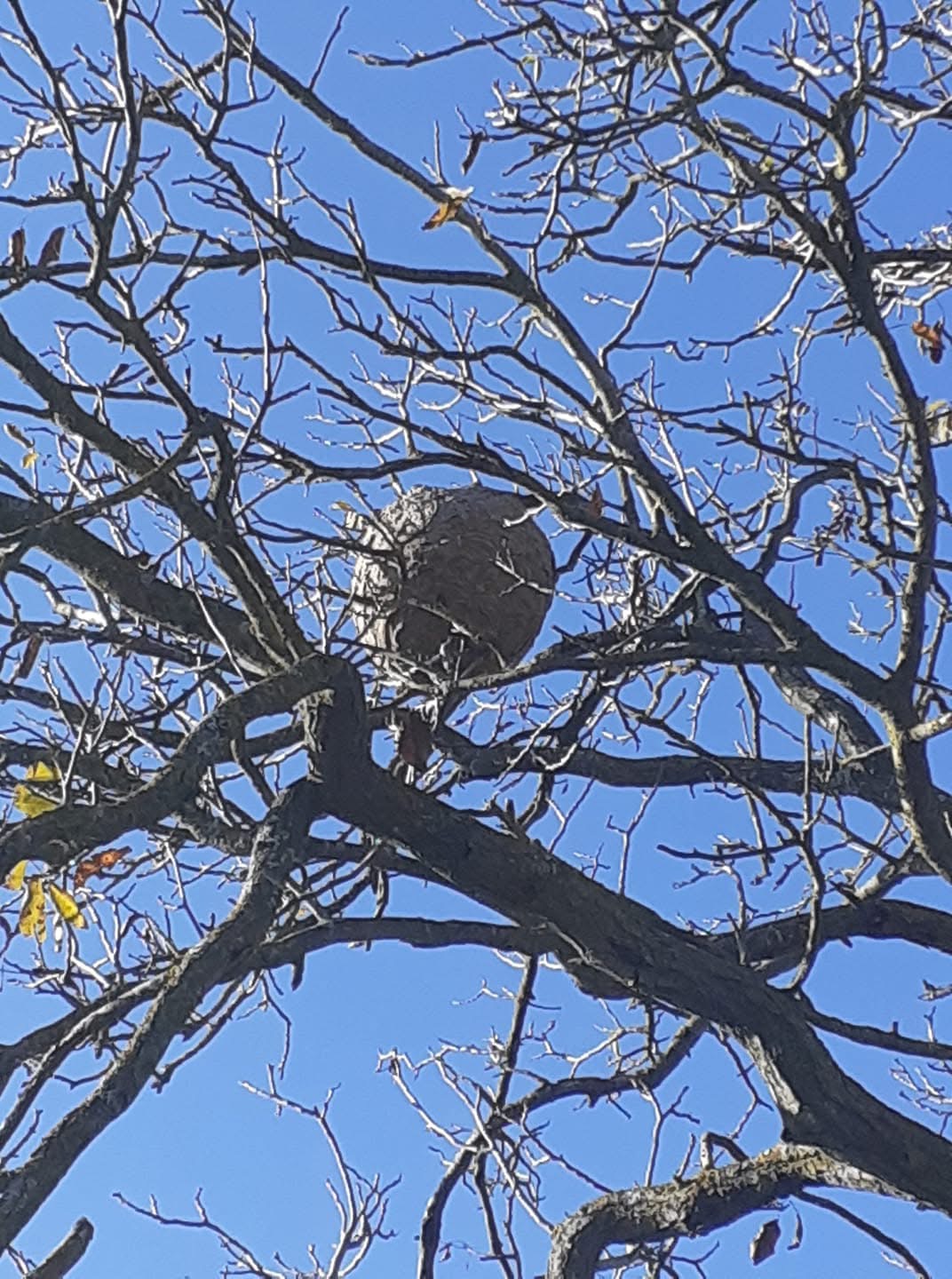 Nid de frelon en hauteur