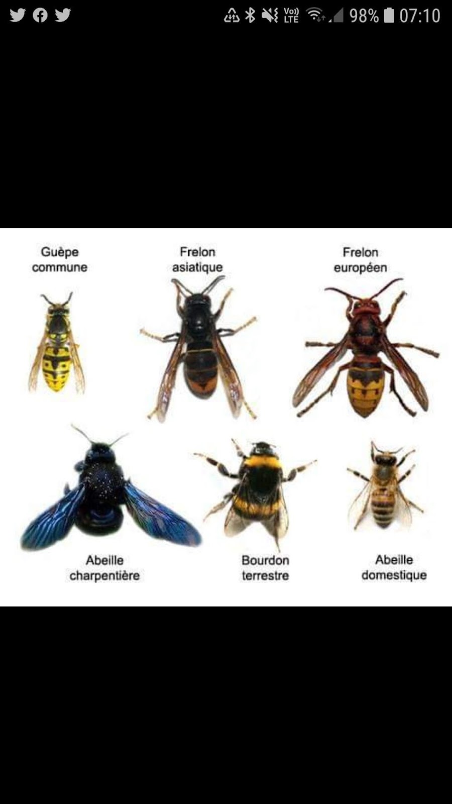 Types d’insectes volants courants